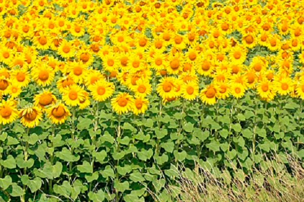 farming